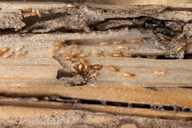 Best Termite Control Services  in Sandpoint, ID
